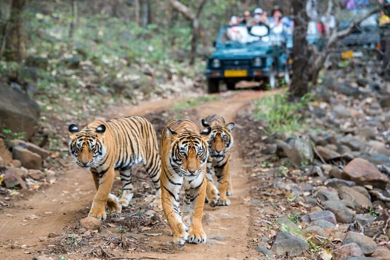 A tiger on safari in Ranthambore National Park