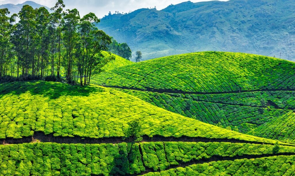 Tea and paddy fields in Kerala